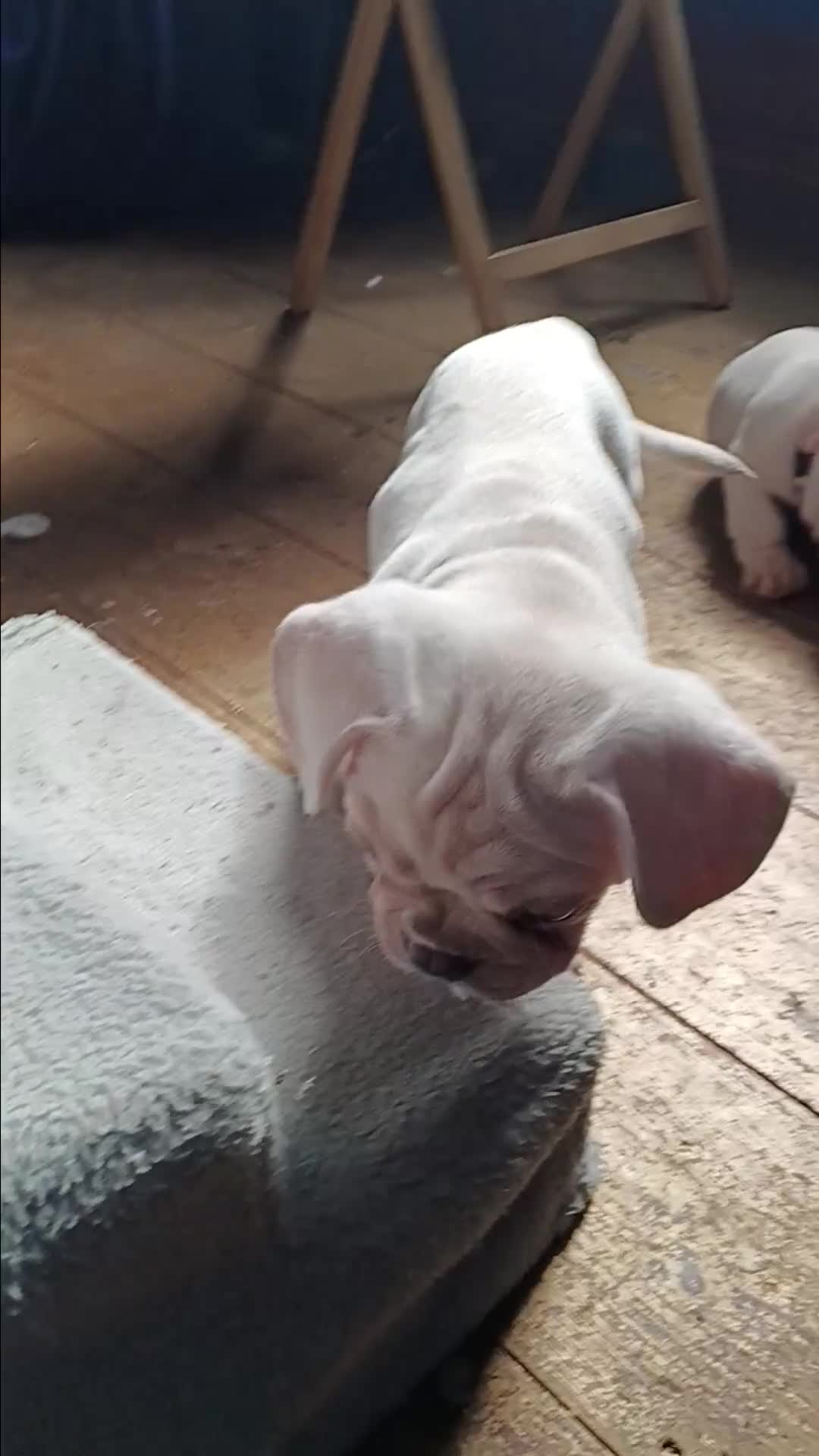 French Bulldog dogs for sale: Health clear French Bulldog puppies visual pink - Video 1