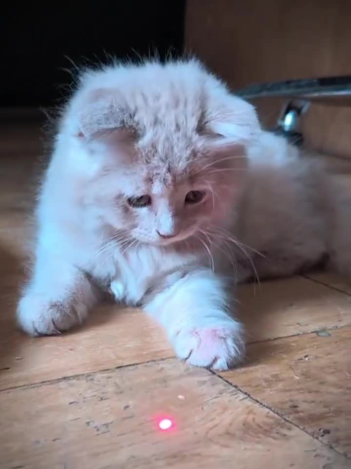 Scottish Fold cats for sale: 💙FAWN TICA active for BREEDING 🩵 Scottish Fold❣️ - Video 1