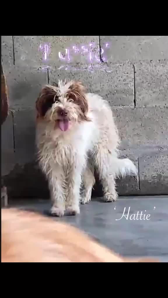 Mixed Breed dogs for adoption: Hattie. 5 yrs approx. Available for adoption. in Brixham - Video 1