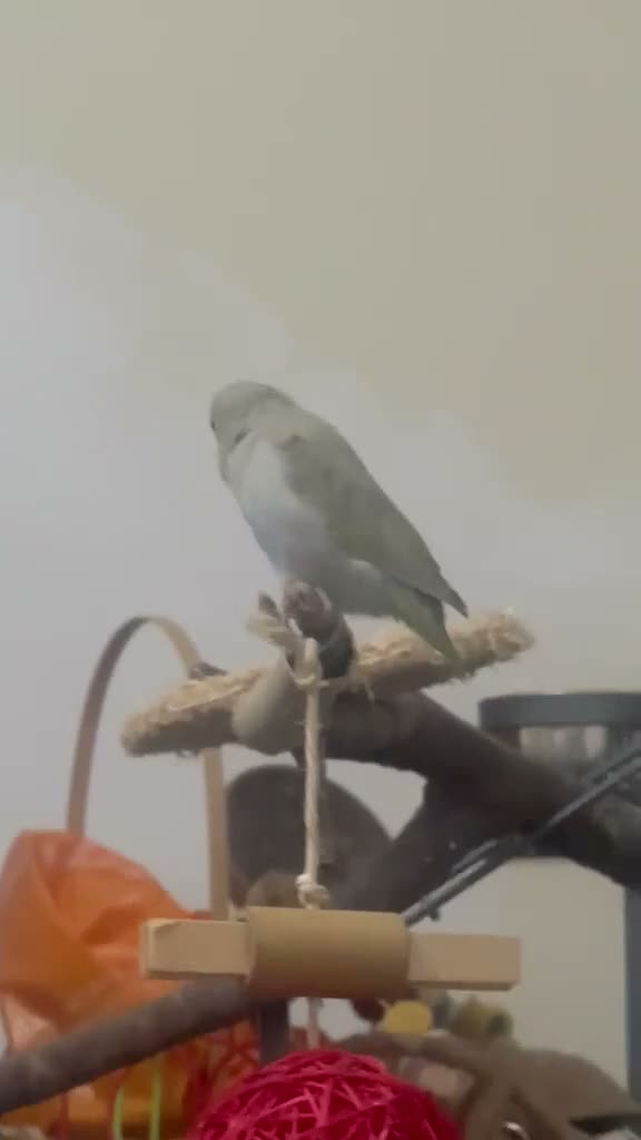 Parakeets birds for sale: Female hand tame parrotlet  - Video 1