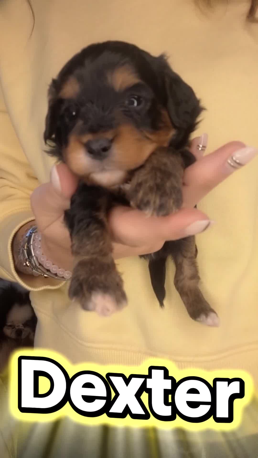 Cavapoo dogs for sale: Cavapoo pups  - Video 1