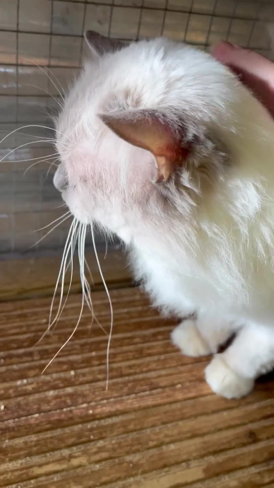 Ragdoll cats for sale: Adult male  ragdoll stud  - Video 1