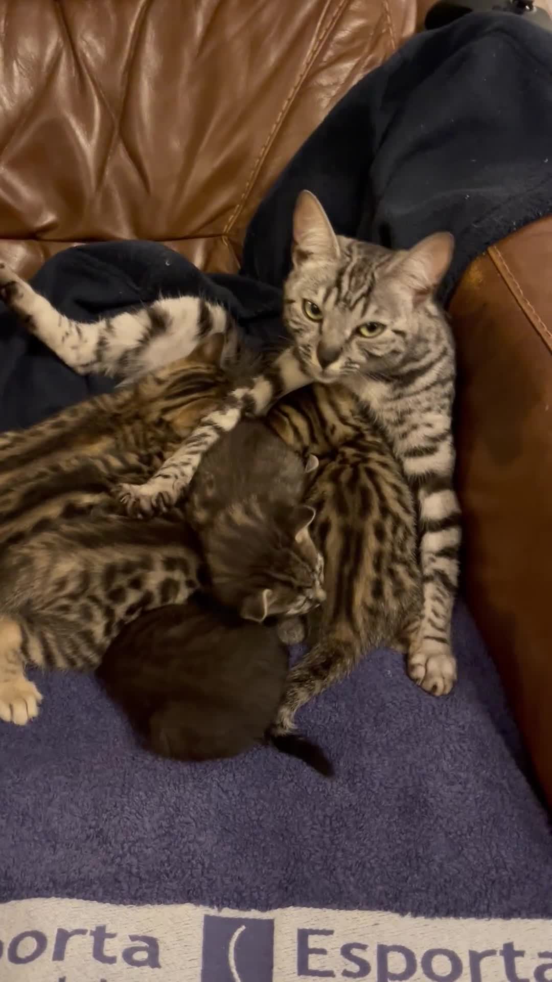 Bengal cats for sale: Beautiful bengal kittens for sale, norwich nr9 - Video 1