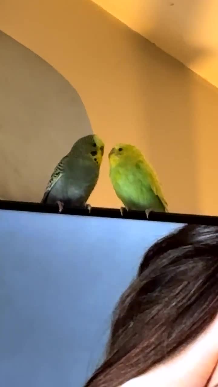 Budgerigars birds for sale: 2 birds and cage with toys(go as a pair) - Video 4