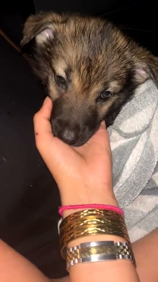 Shepsky dogs for sale: Shepsky  - Video 1