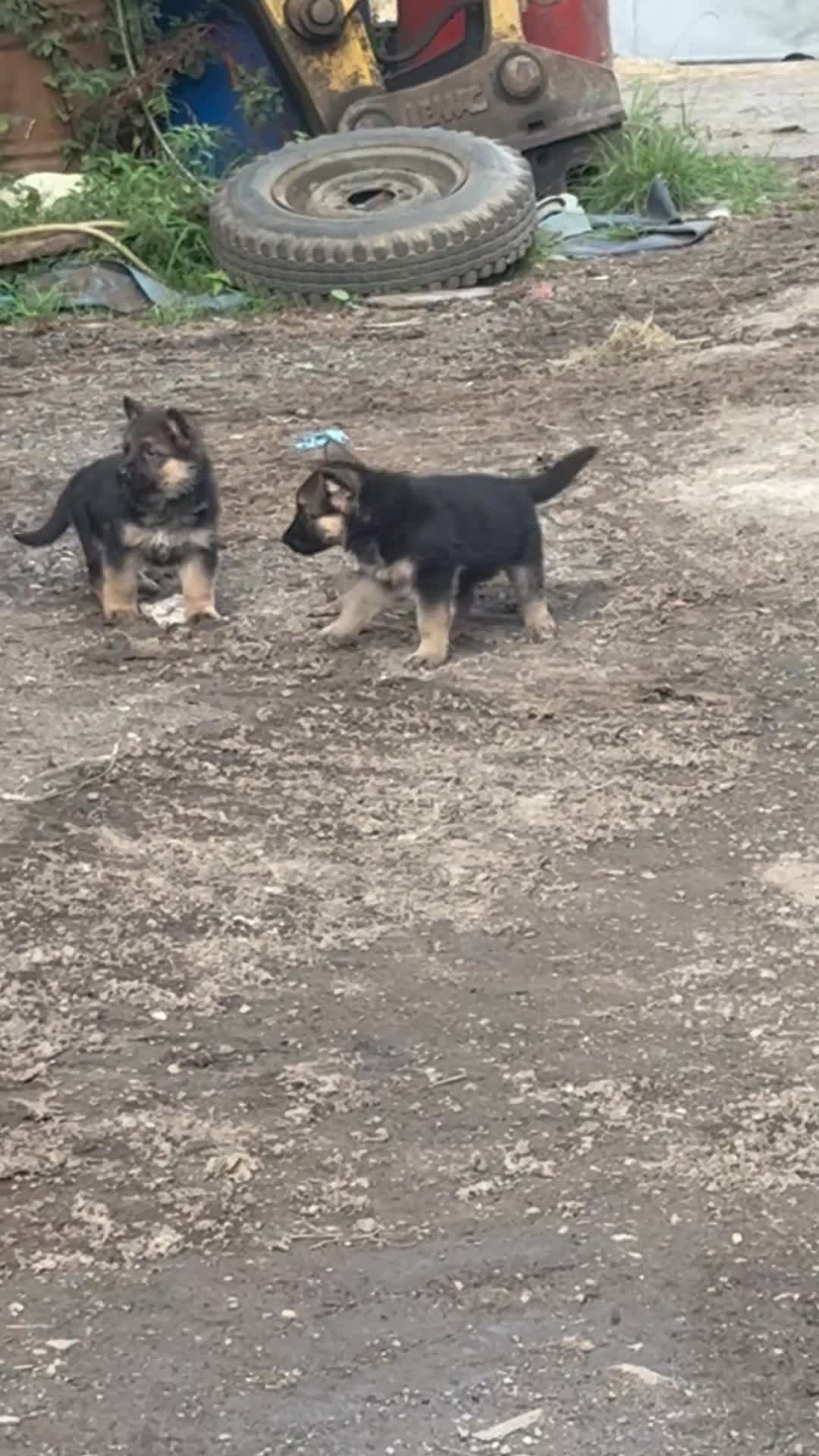German Shepherd dogs for sale: 3 female German Shepard pups in Littleborough - Video 1