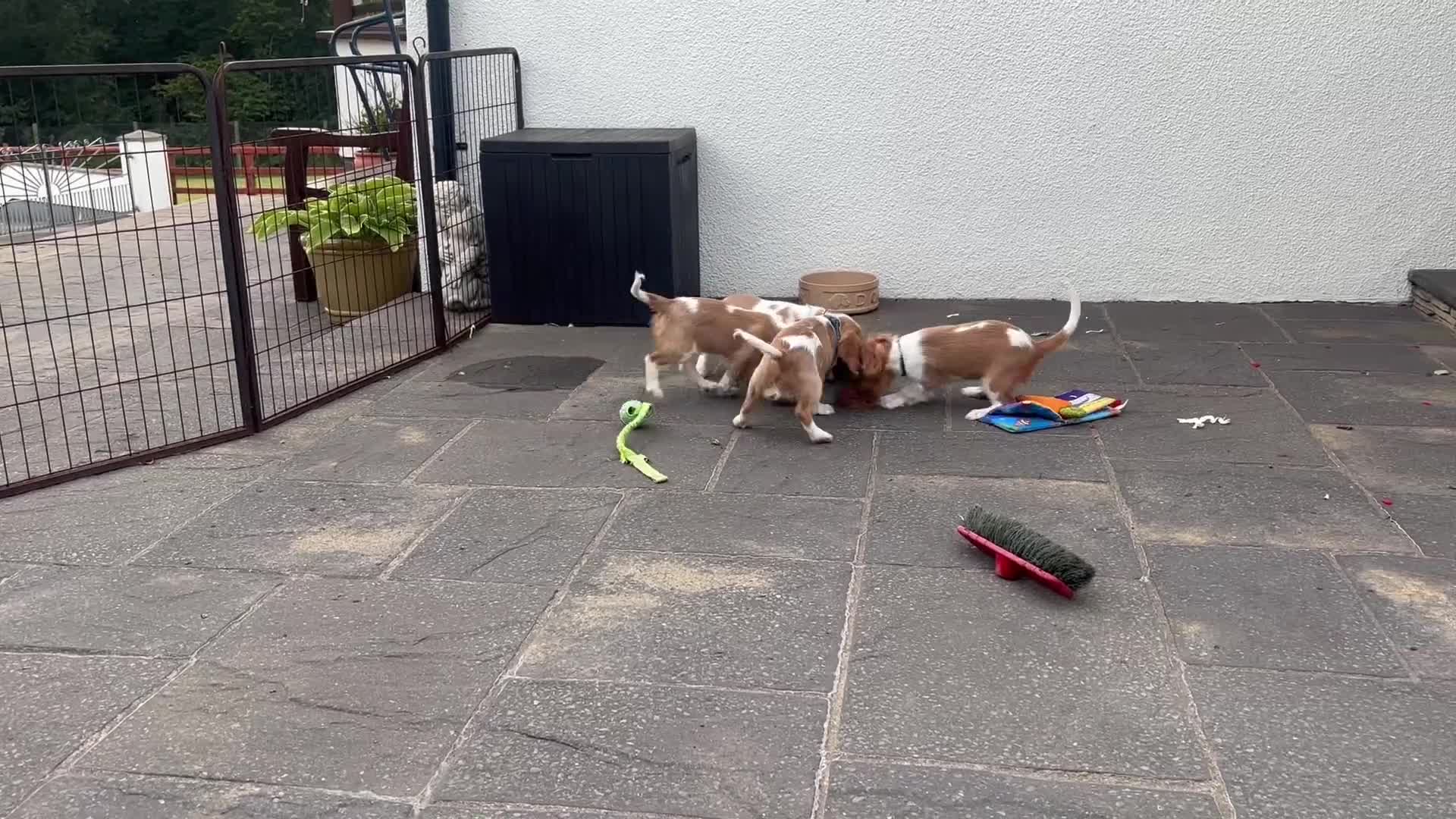 Cavalier King Charles Spaniel dogs for sale: Cavalier King Charles Spaniel  - Video 5