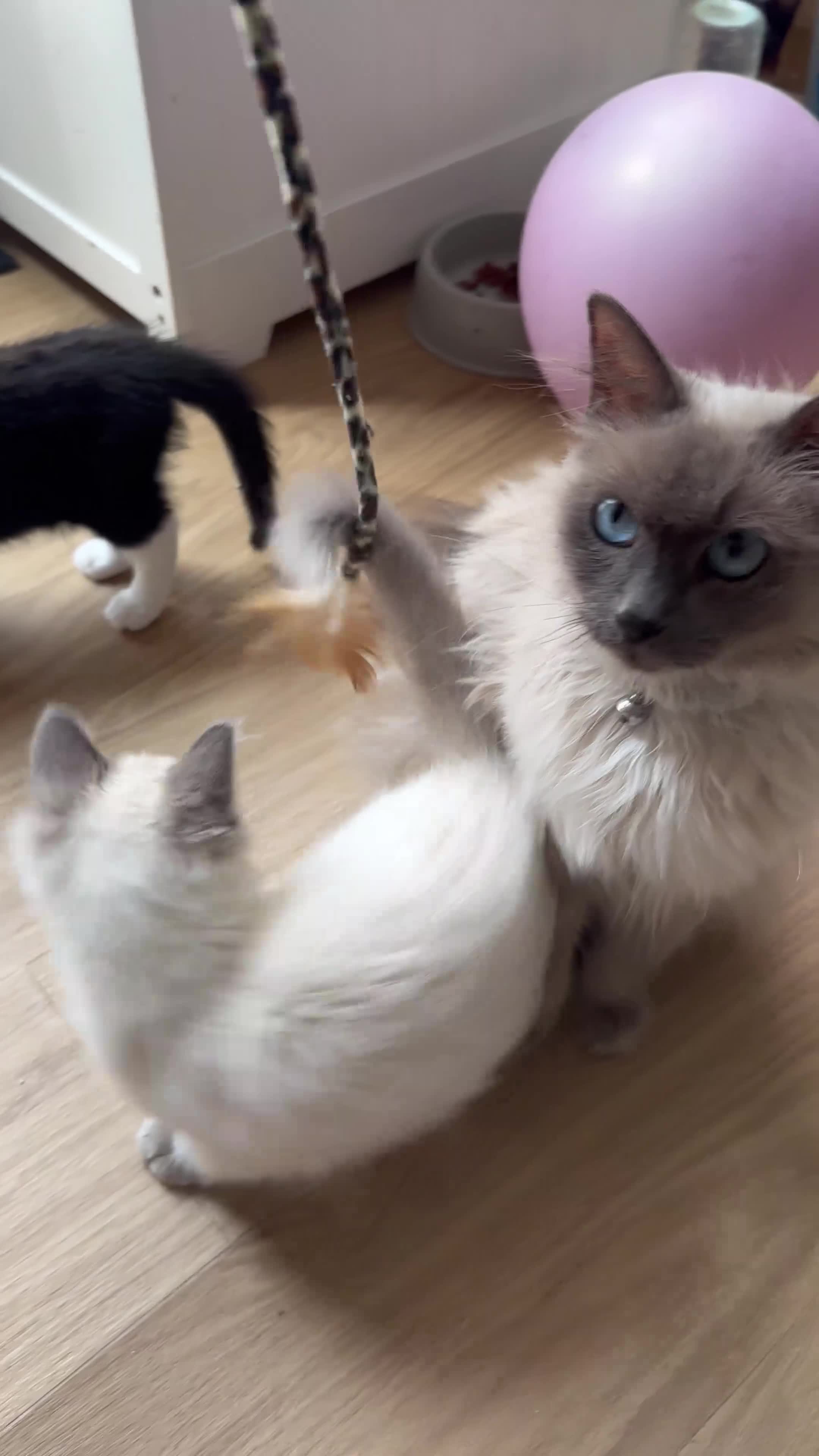 Birman cats for sale: Birman cat - Video 1