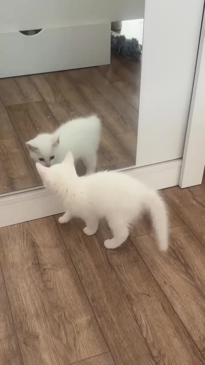 Mixed Breed cats for sale: Ragdoll x White Russian Kitten Male 9 weeks  - Video 1