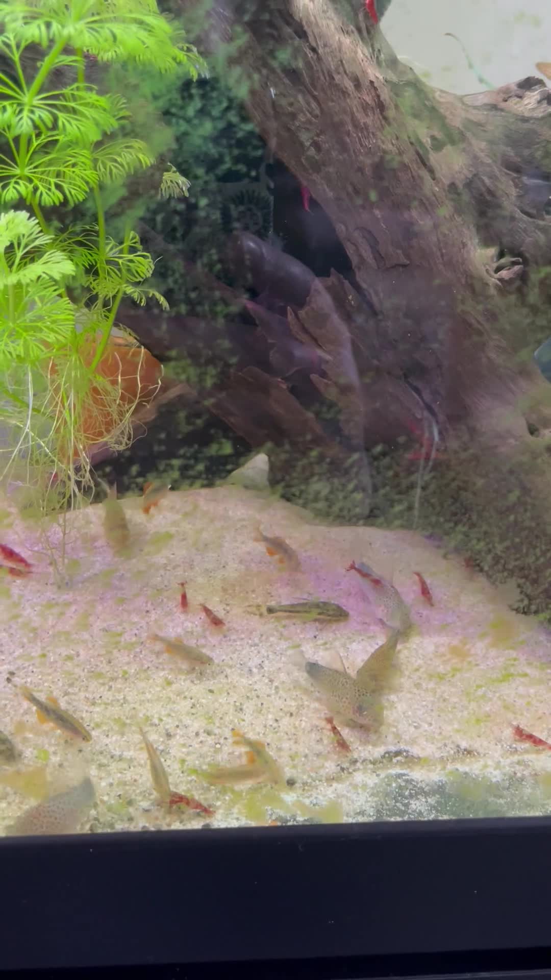 Corys fish for sale: 8 Corydoras similis & 15 Celestial Danios. - Video 2