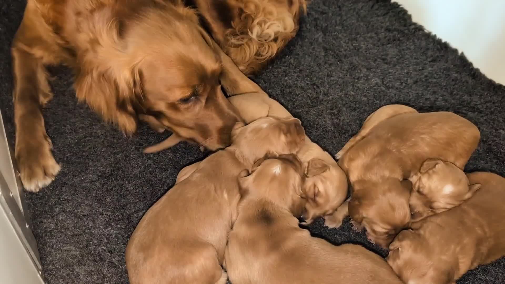 Golden Retriever dogs for sale: Dark Red Kc Registered Golden Retriever Puppies - Video 1