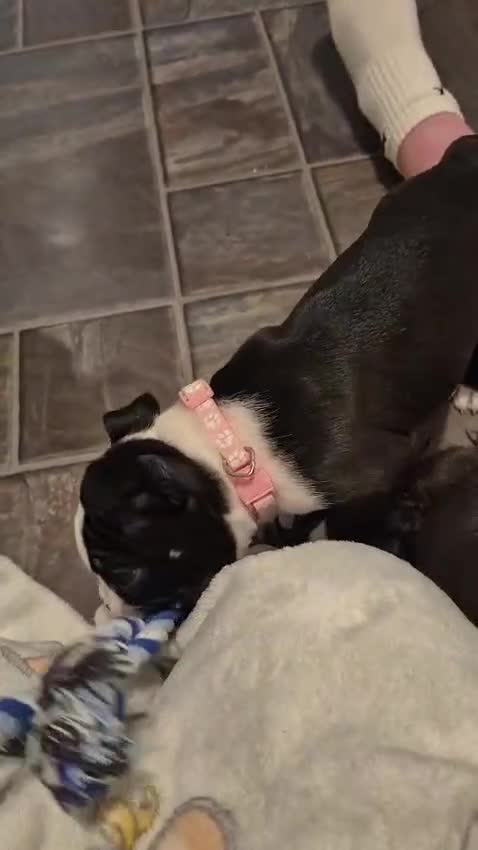 Boston Terrier dogs for sale: Ready to leave in time for the October holidays 😀 - Video 3