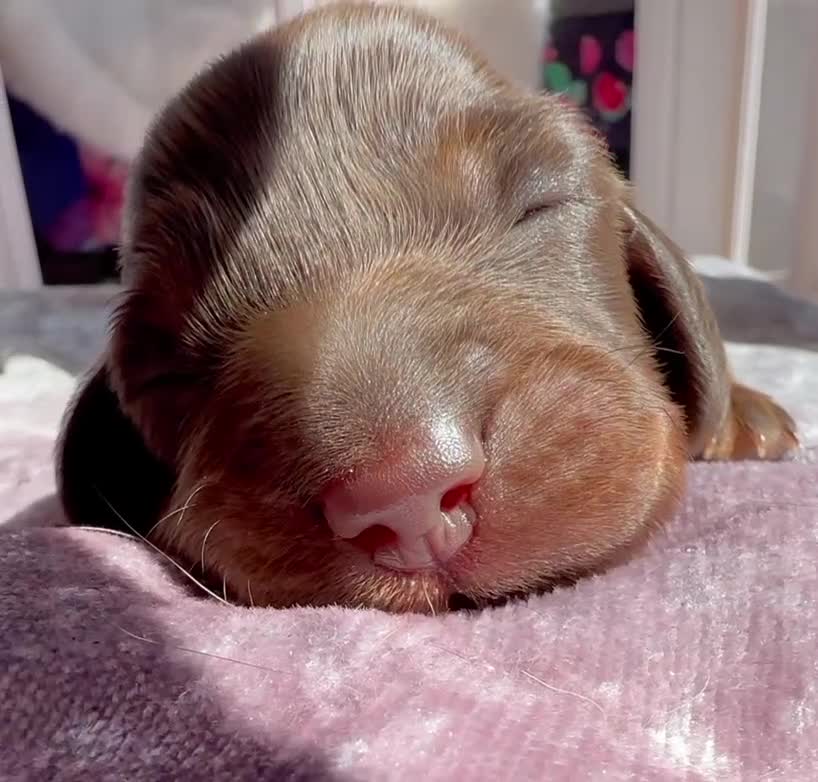 Miniature Dachshund dogs for sale: KC Reg Long Haired Miniature Dachshund Puppies - Video 1