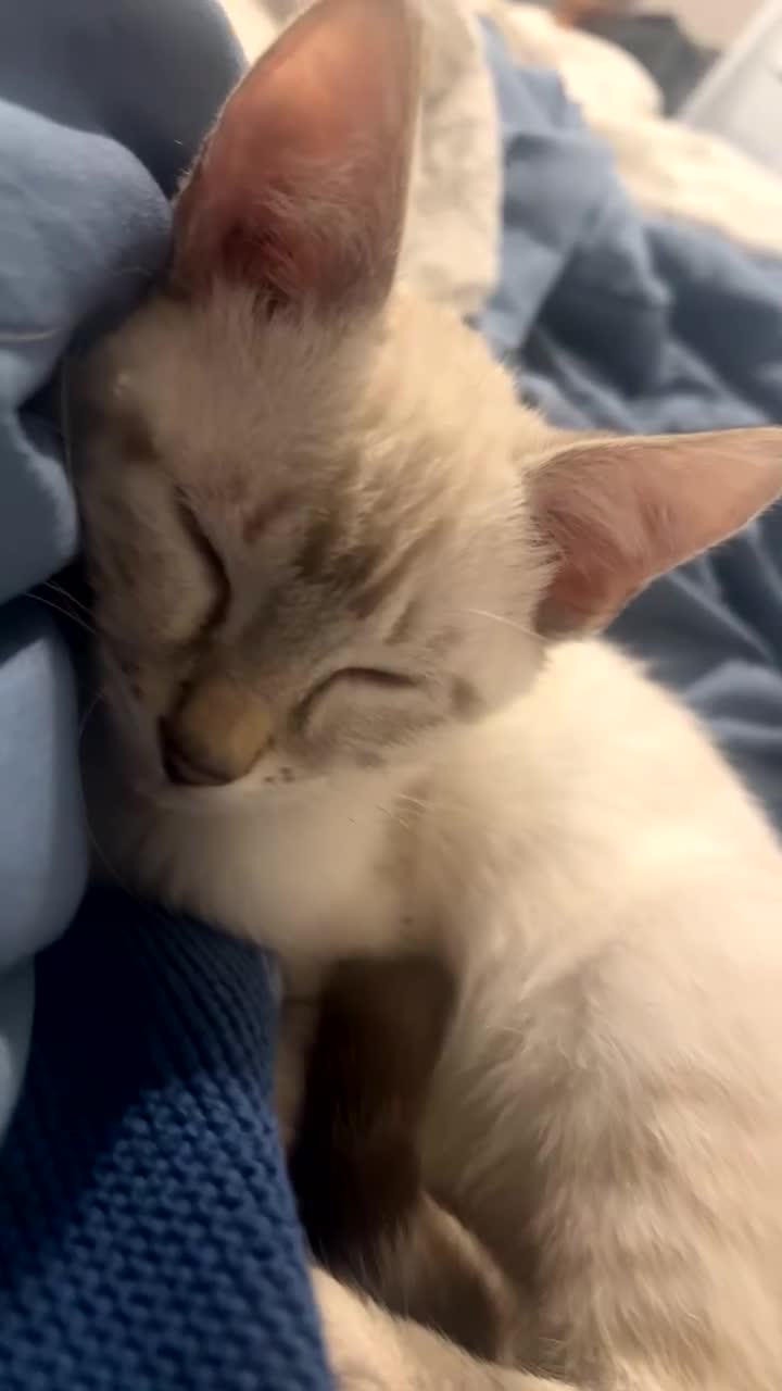Ragdoll cats for sale: 2 ragdoll x bengal kittens  - Video 3