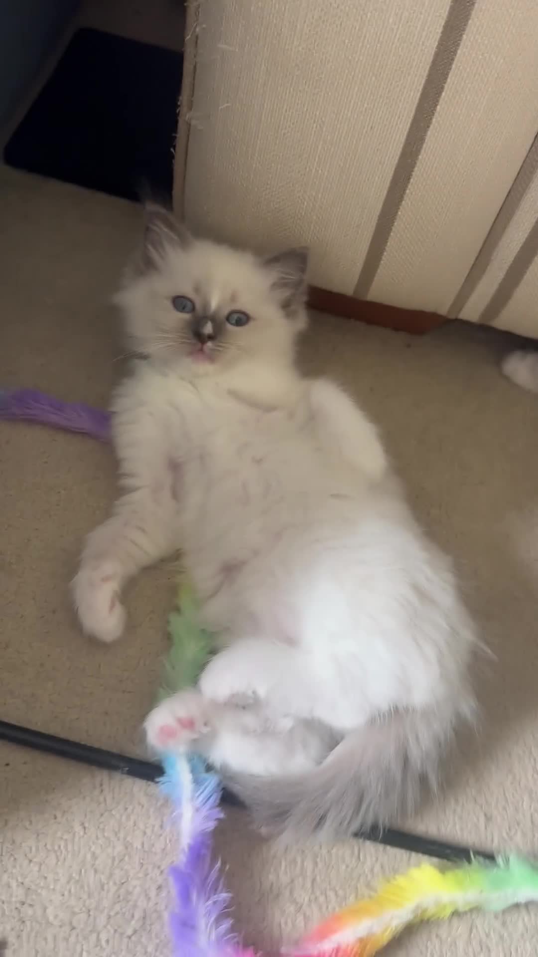 Ragdoll cats for sale: BLUE POINT RAGDOLL GIRL - Video 1