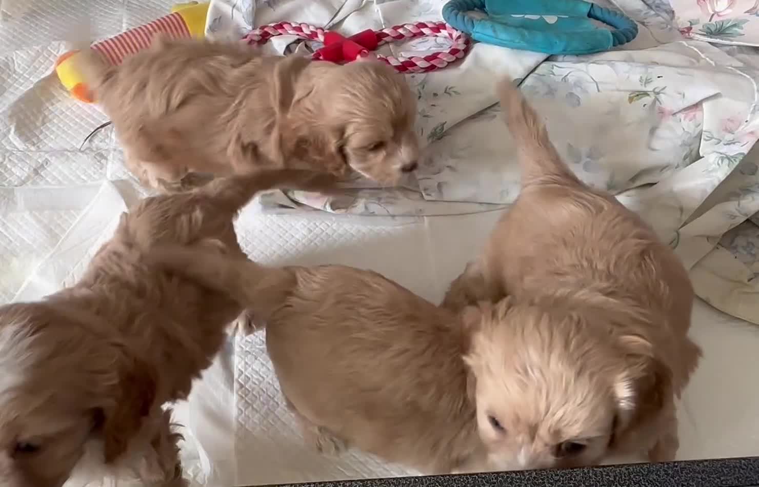 Cavapoo dogs for sale: Cavapoo’s  - Video 1