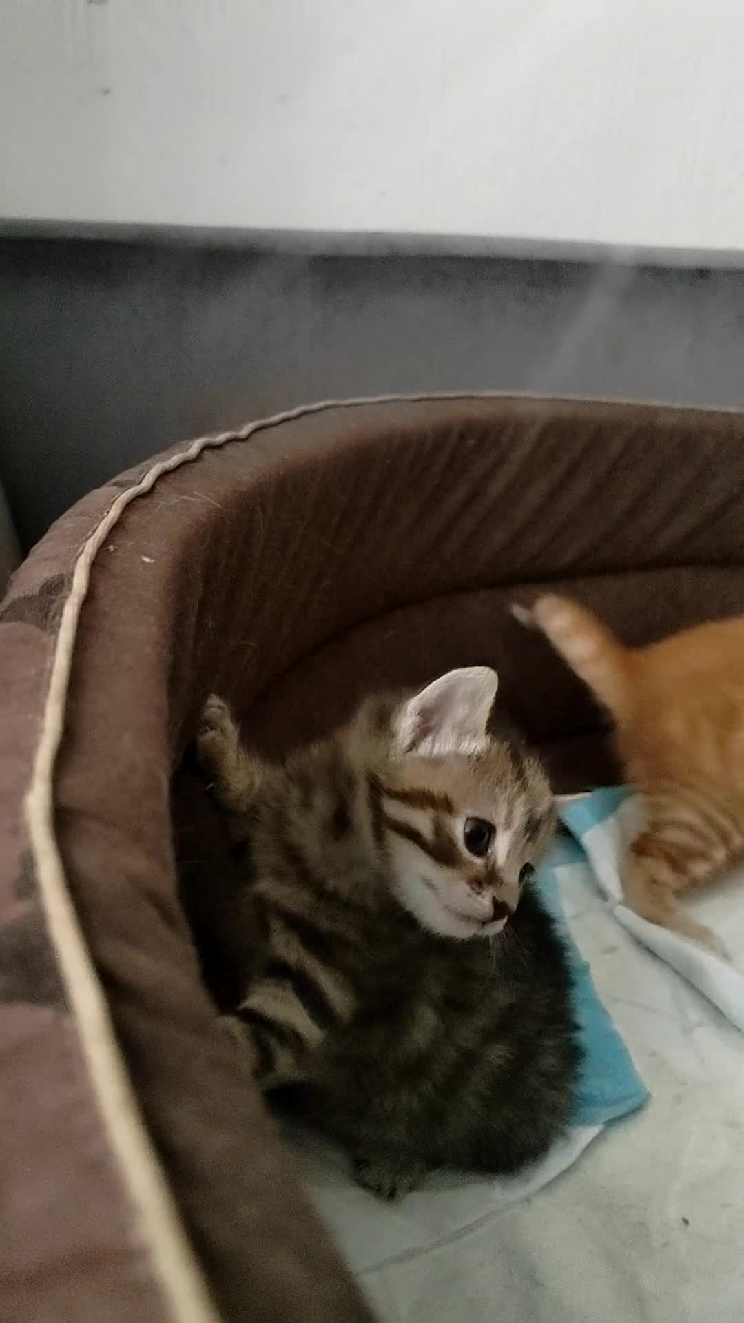 Mixed Breed cats for sale: Adorable kittens are looking for lovely home  - Video 2