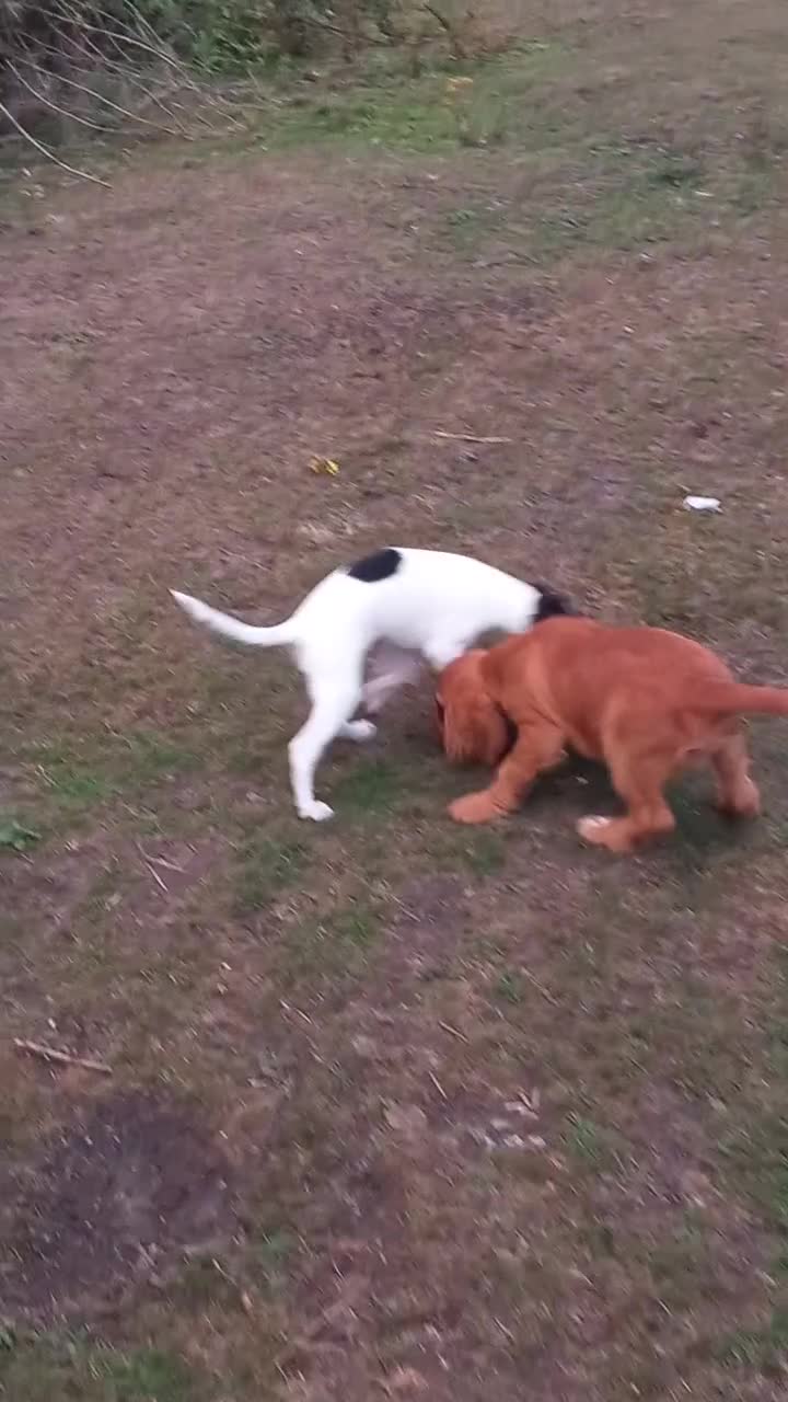 Cocker Spaniel dogs for sale: Beautiful kc reg male cocker spaniel - Video 1