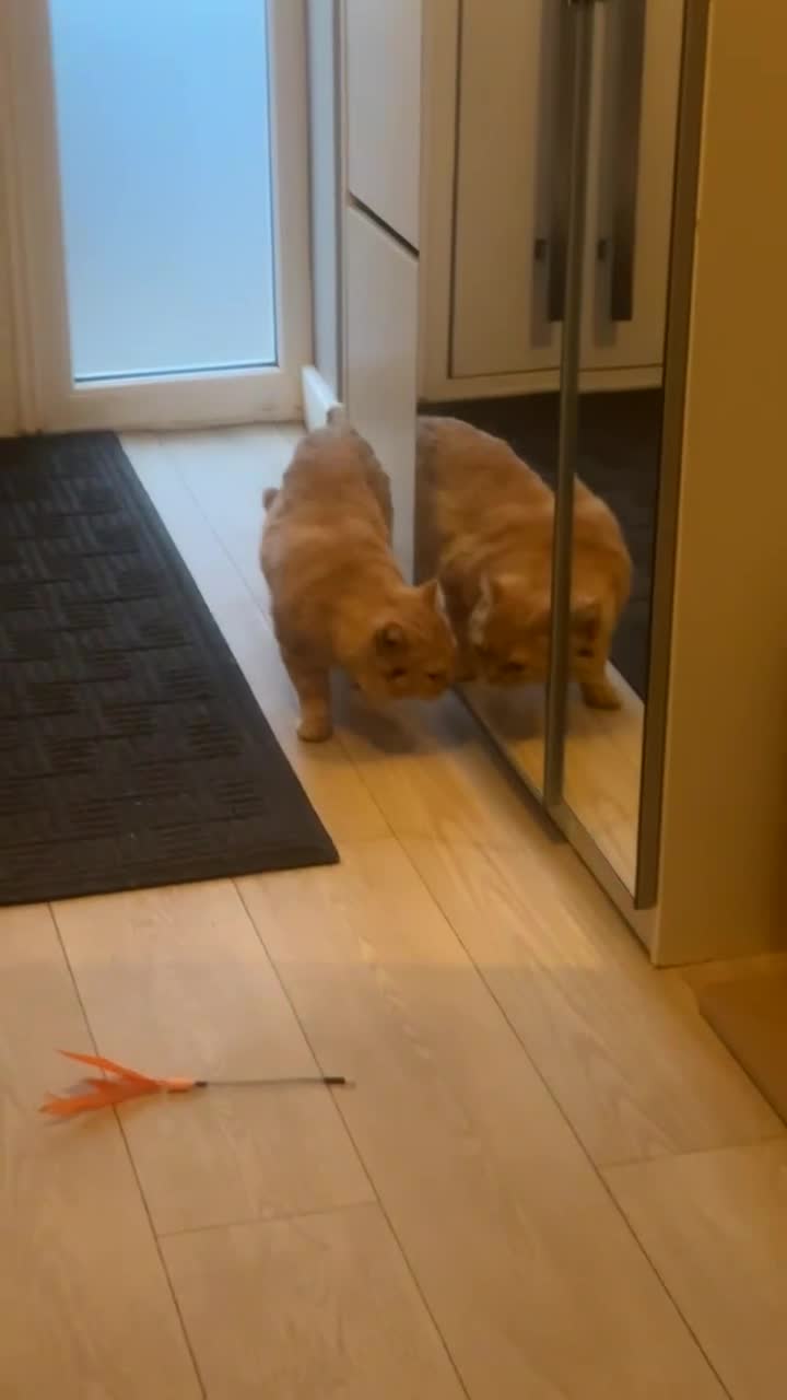 British Shorthair cats for sale: Beautiful Ginger British Short Hair - Video 2