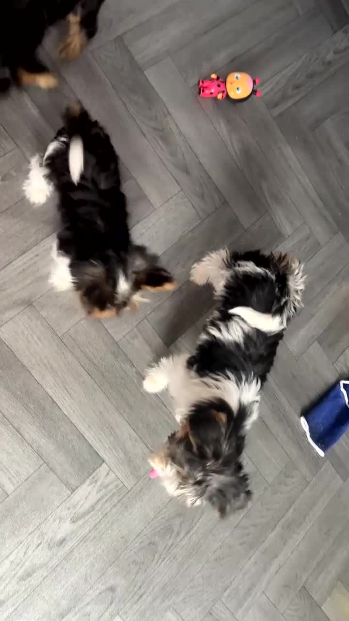 Yorkshire Terrier dogs for sale: Yorkshire terrier/Mini/Parti-colored/Traditional - Video 2