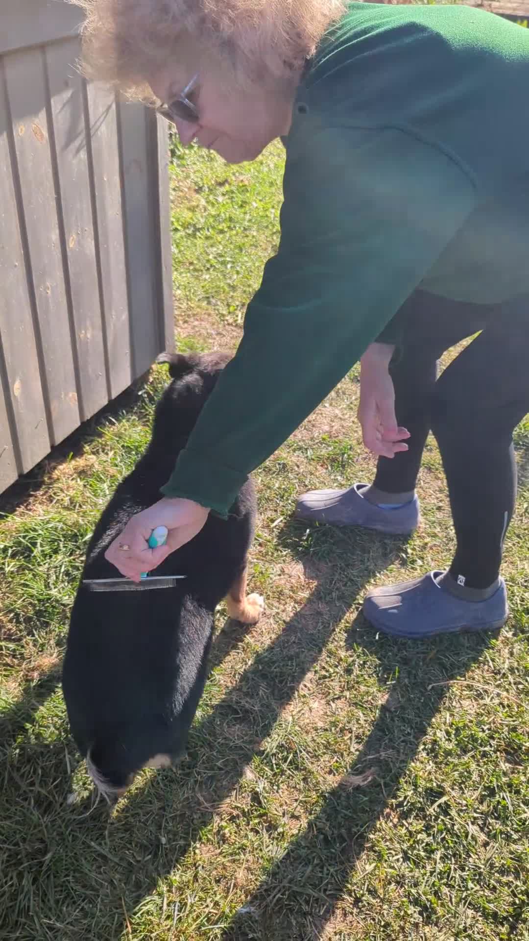 Mixed Breed dogs for adoption: Bumble is looking for a home! - Video 1