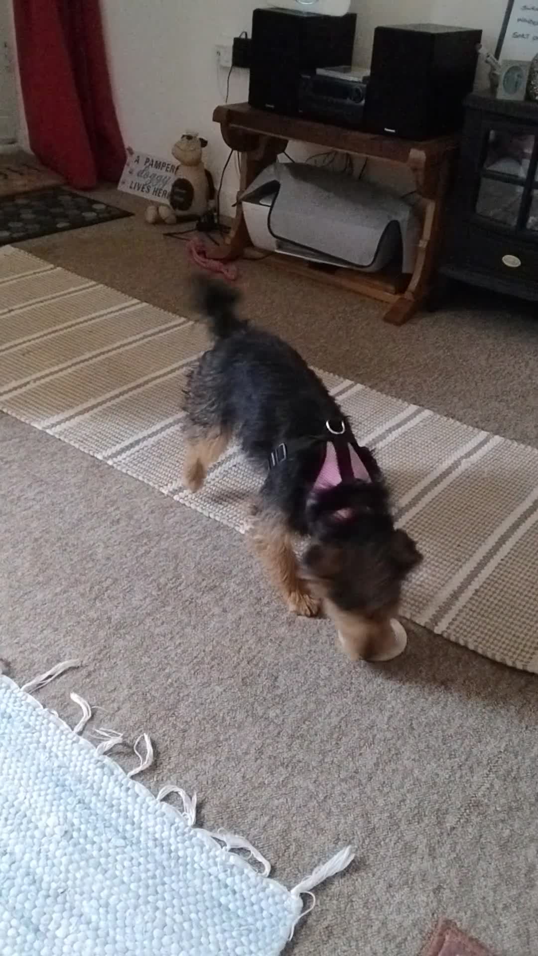 Mixed Breed dogs for sale: Delightful pup will light up your life! in Yeovil - Video 1