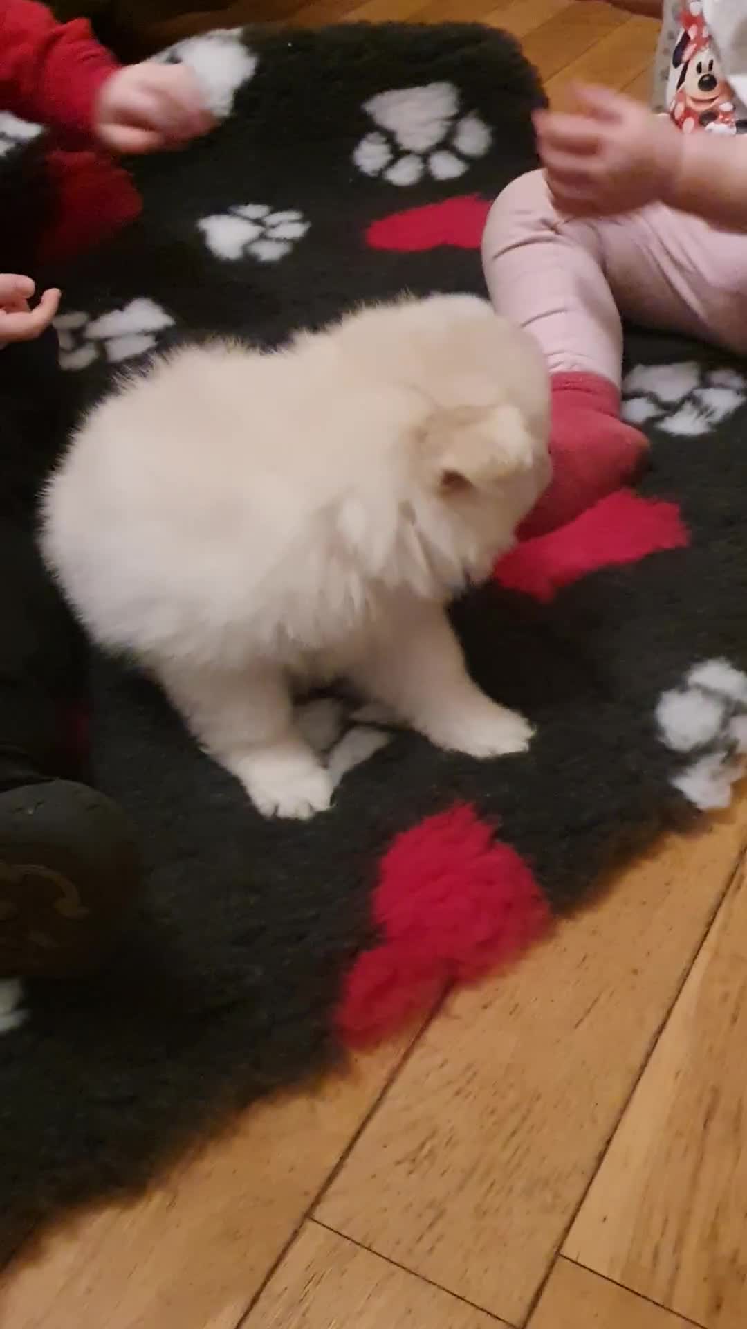 Pomeranian dogs for sale: Pomeranian pups  - Video 1