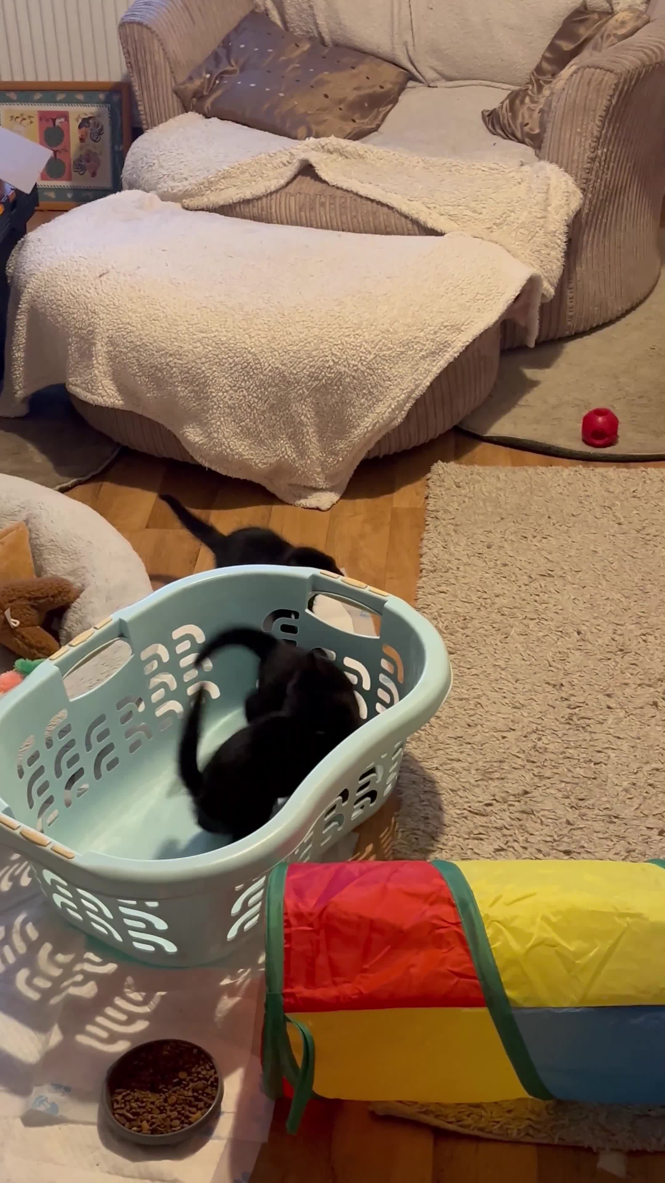 Mixed Breed cats for sale: Only 3 Adorable playful black kittens left.   - Video 1