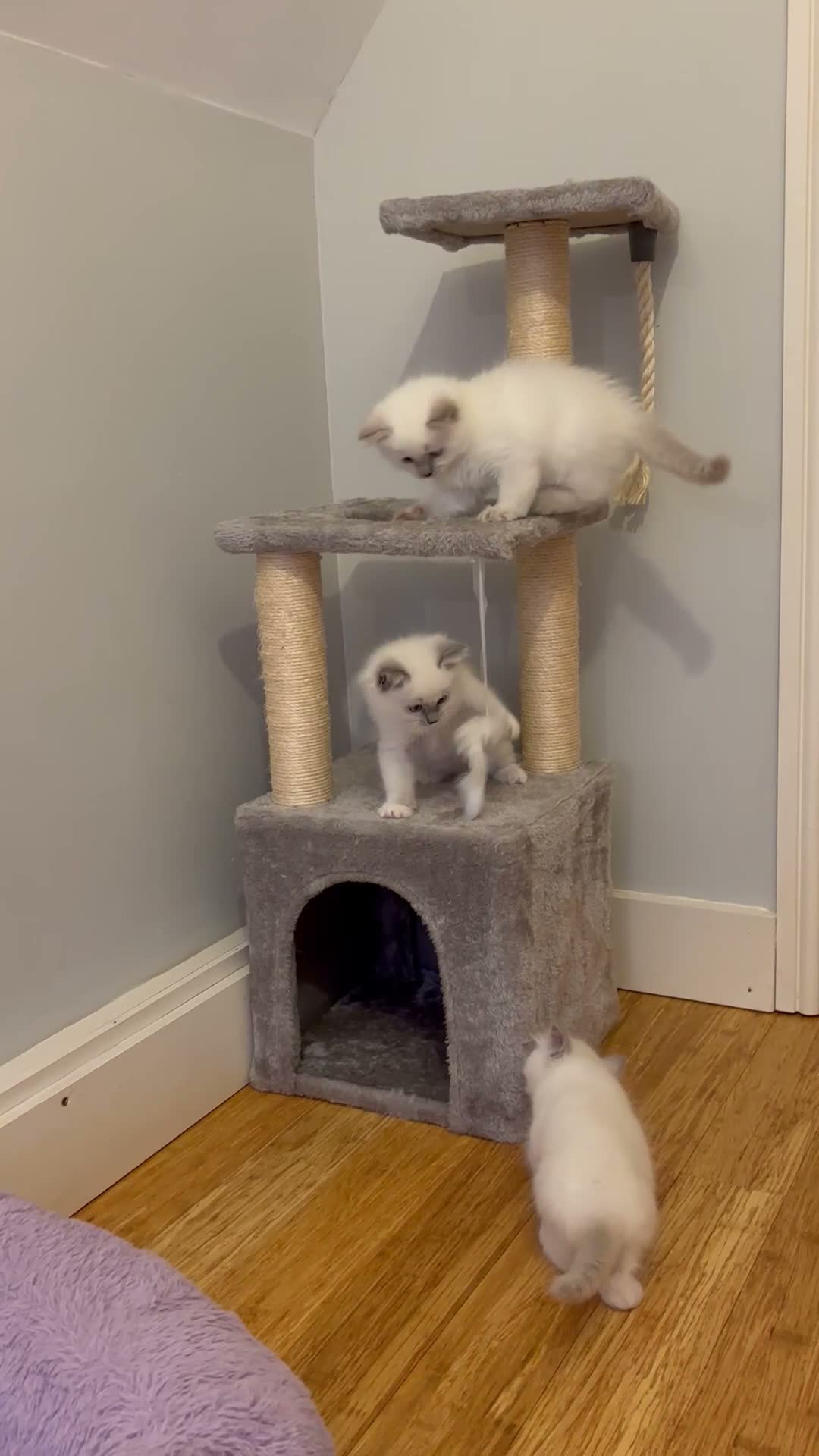 Ragdoll cats for sale: READY NOW, GCCF Registered Lilac Ragdoll Kitten  - Video 1