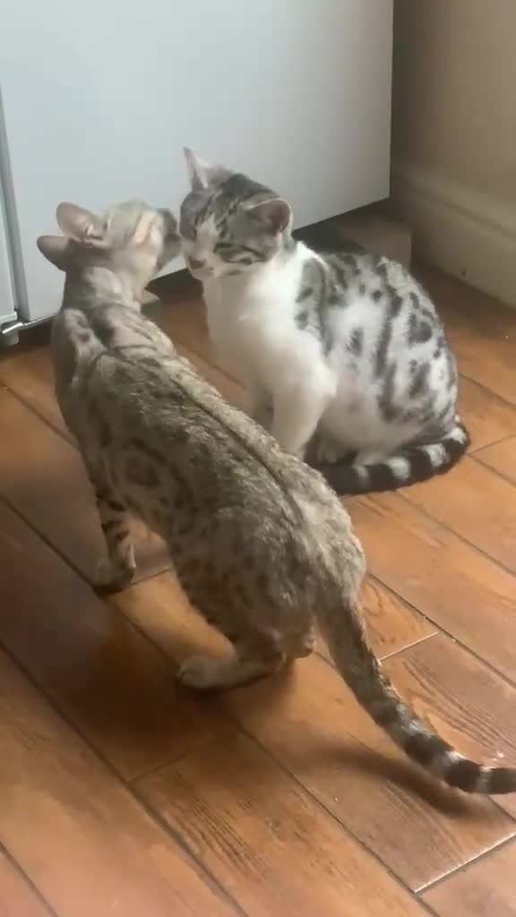 Bengal cats for sale: Silver Bengal mother & two male kittens for sale in Birmingham - Video 1