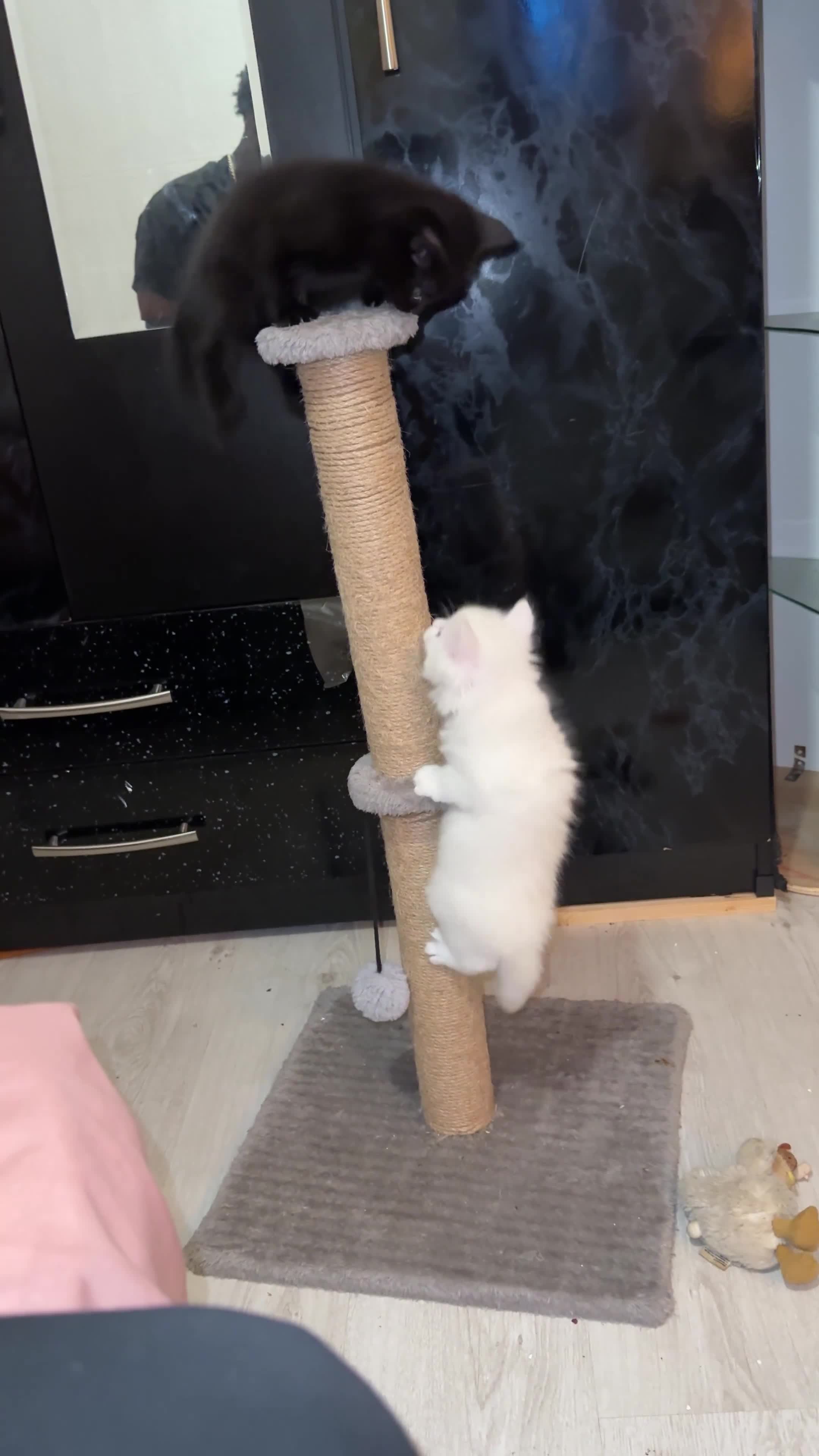 Turkish Angora cats for sale: Pedigree Turkish angora for sale  in Birmingham - Video 2