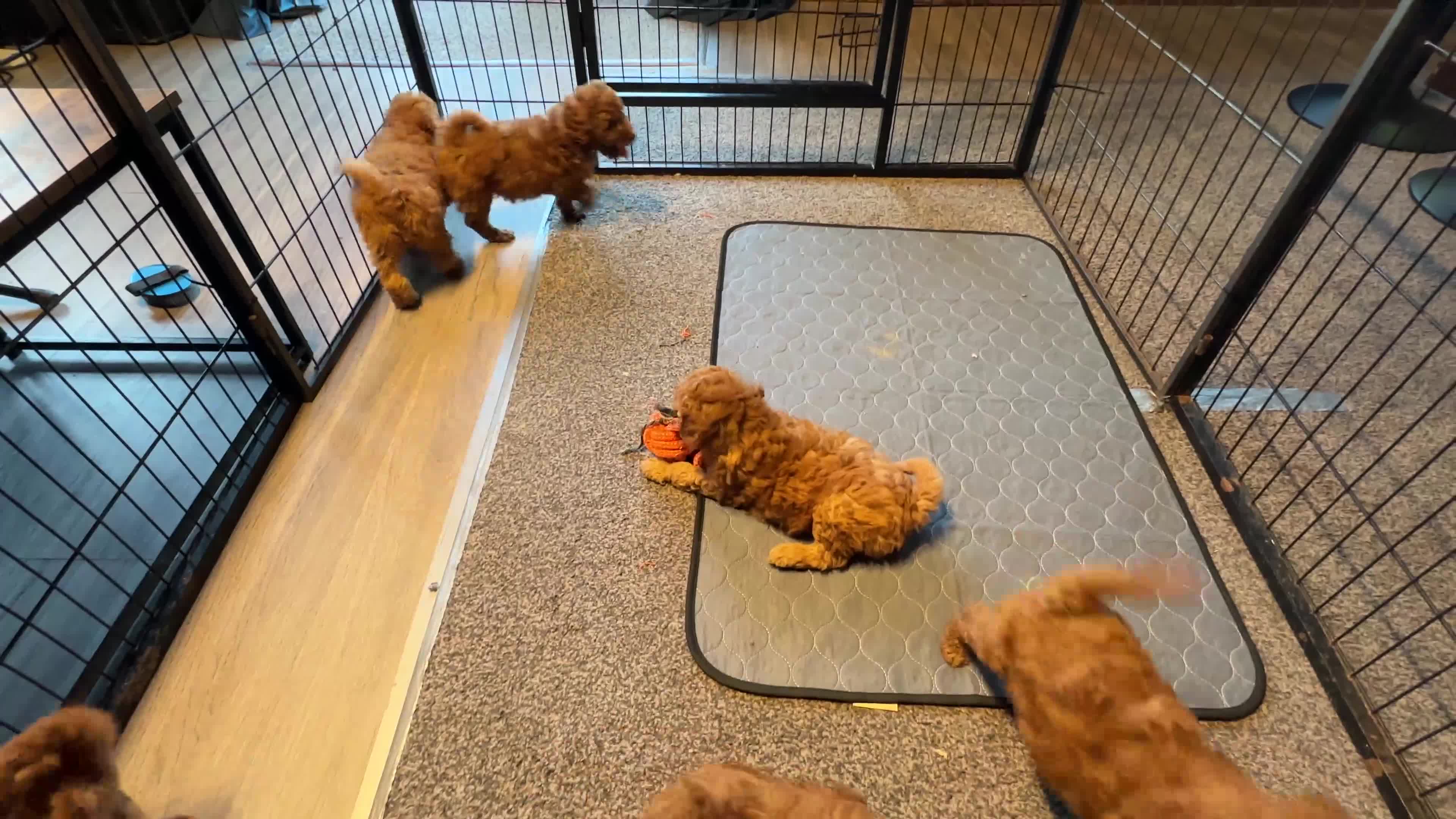 Miniature Poodle dogs for sale: Stunning Miniature Poodle Puppies - Health Tested - Video 2