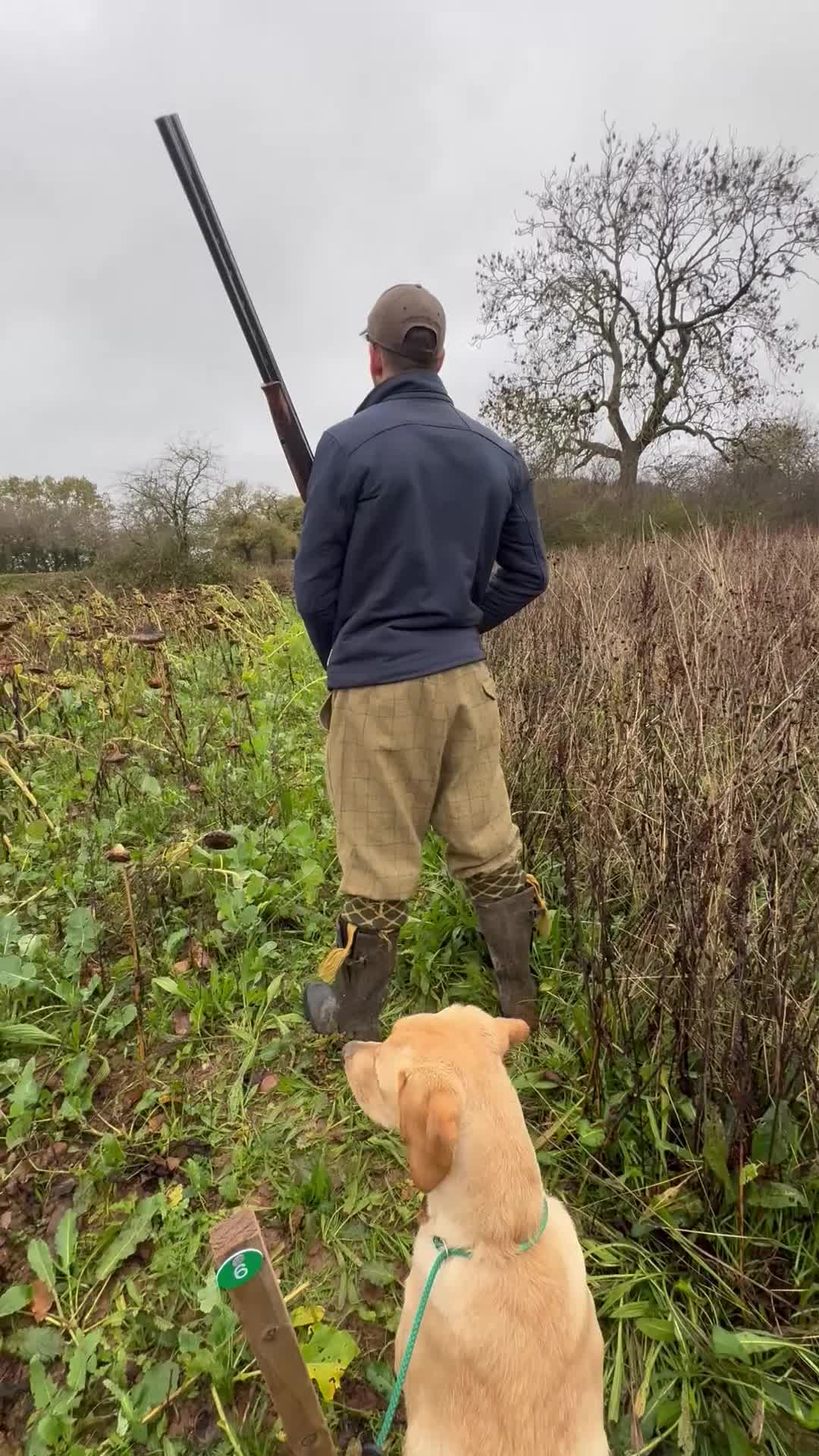 Labrador Retriever dogs for stud: Working Labrador stud  - Video 2