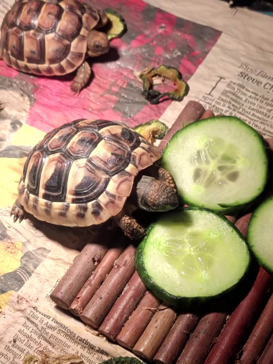 Tortoise reptiles for sale: Spur Thigh Tortoise trusted by many happy customer in Edinburgh - Video 1