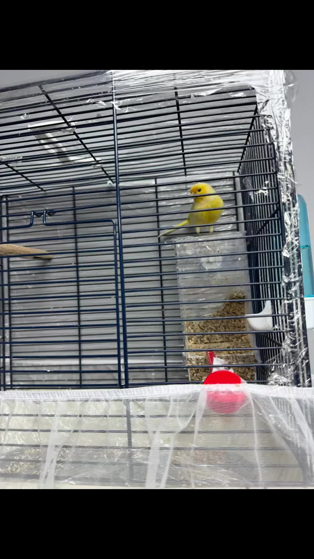 Canaries birds for sale: This bird for sale is ten months old  male  - Video 2