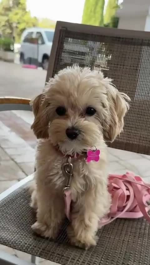 Maltipoo dogs for sale: Rare maltipoo puppies please read description  - Video 1