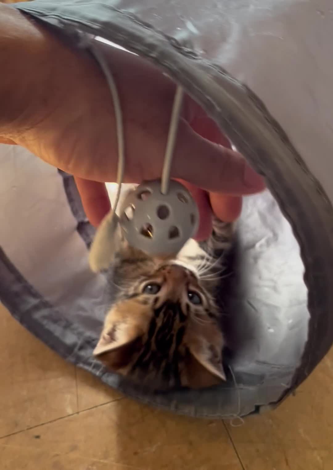 Bengal cats for sale: Stunning Charcoal Boy Kitten - Video 2