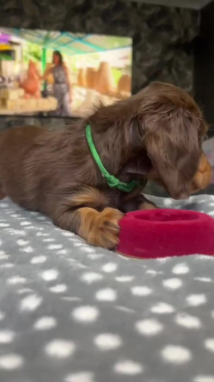 Miniature Dachshund dogs for sale: Longhaired miniature dachshund puppies KC reg. - Video 2