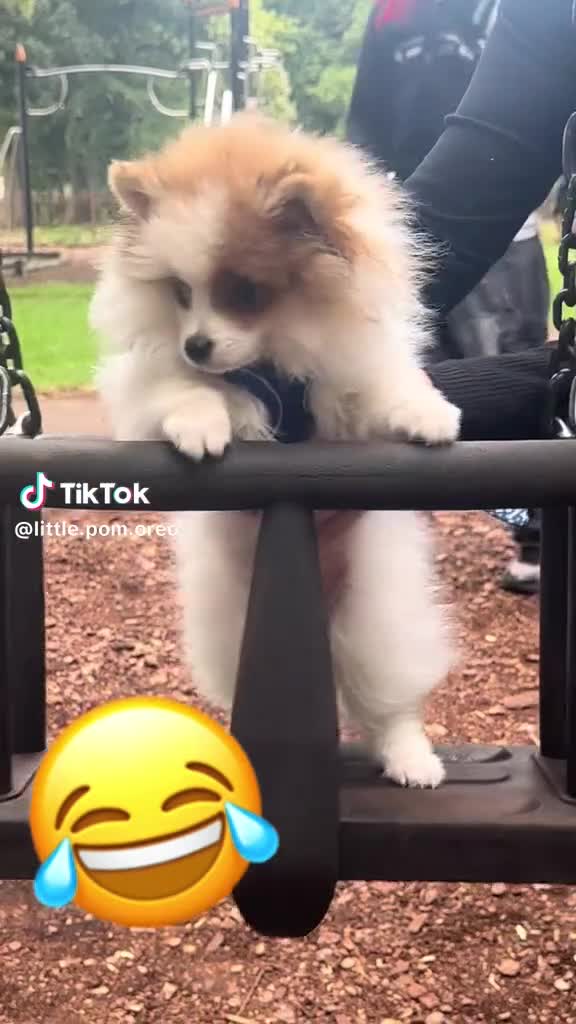 Pomeranian dogs for stud: Pomeranian Male Stud – “Oreo - Video 1