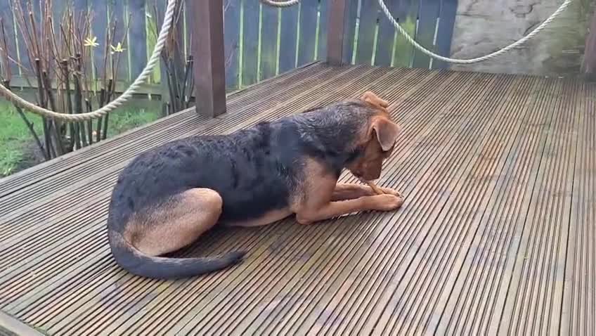 Mixed Breed dogs for adoption: Steph – 6 years old, Female, Mixed Breed - Video 2