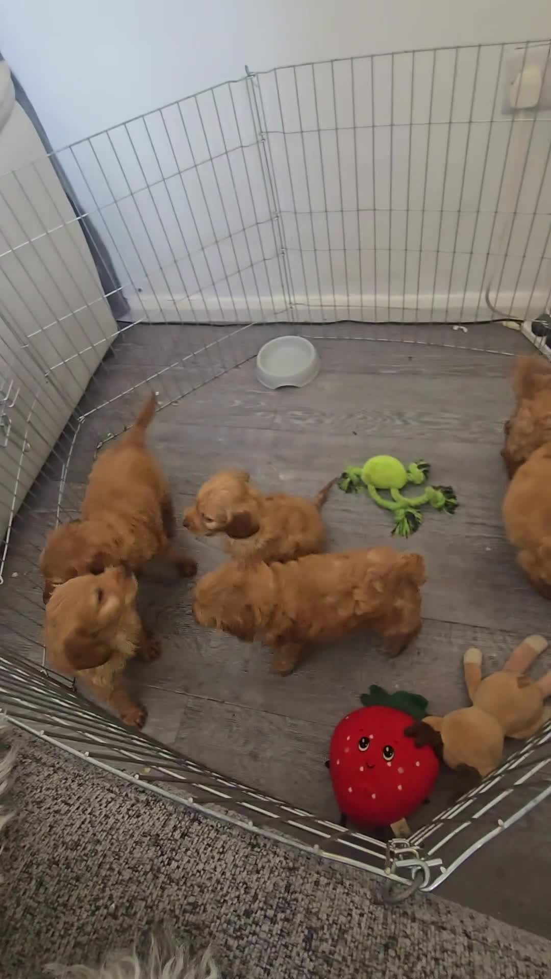 Cockapoo dogs for sale:  red 3 boys 3 girls f2 cockapoos in York - Video 1