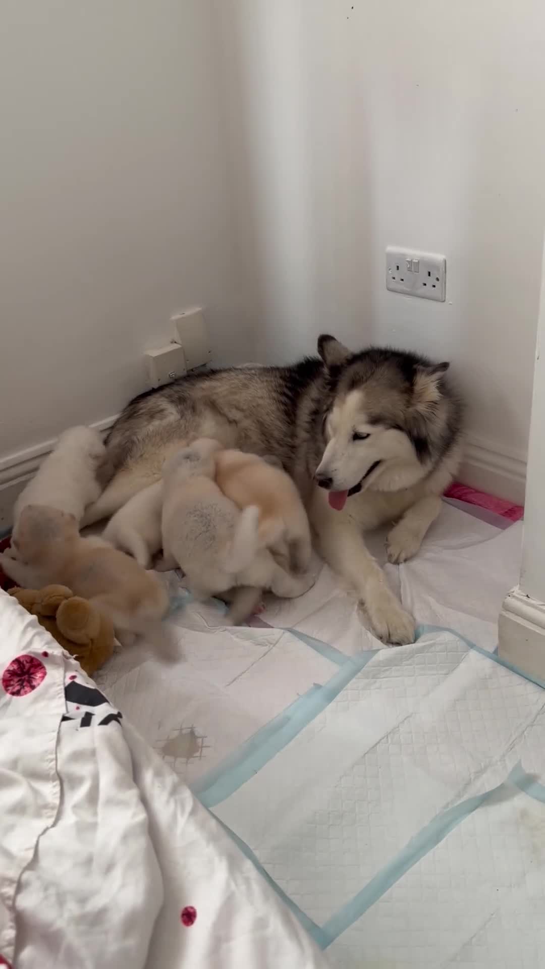 Utonagan dogs for sale: Mr marcel in Newport - Video 1