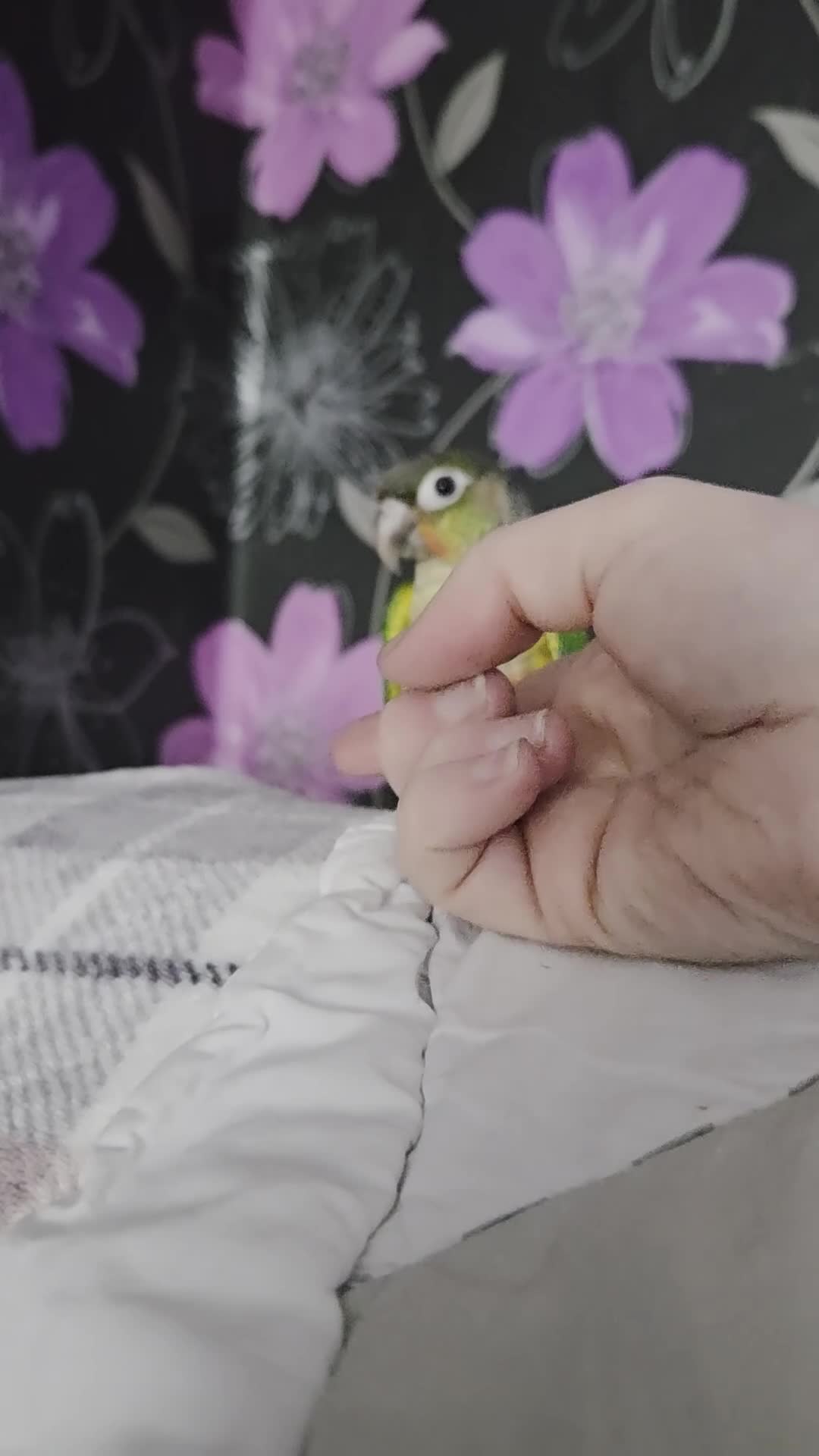 Conures birds for sale: Baby green cheek conures - Video 1