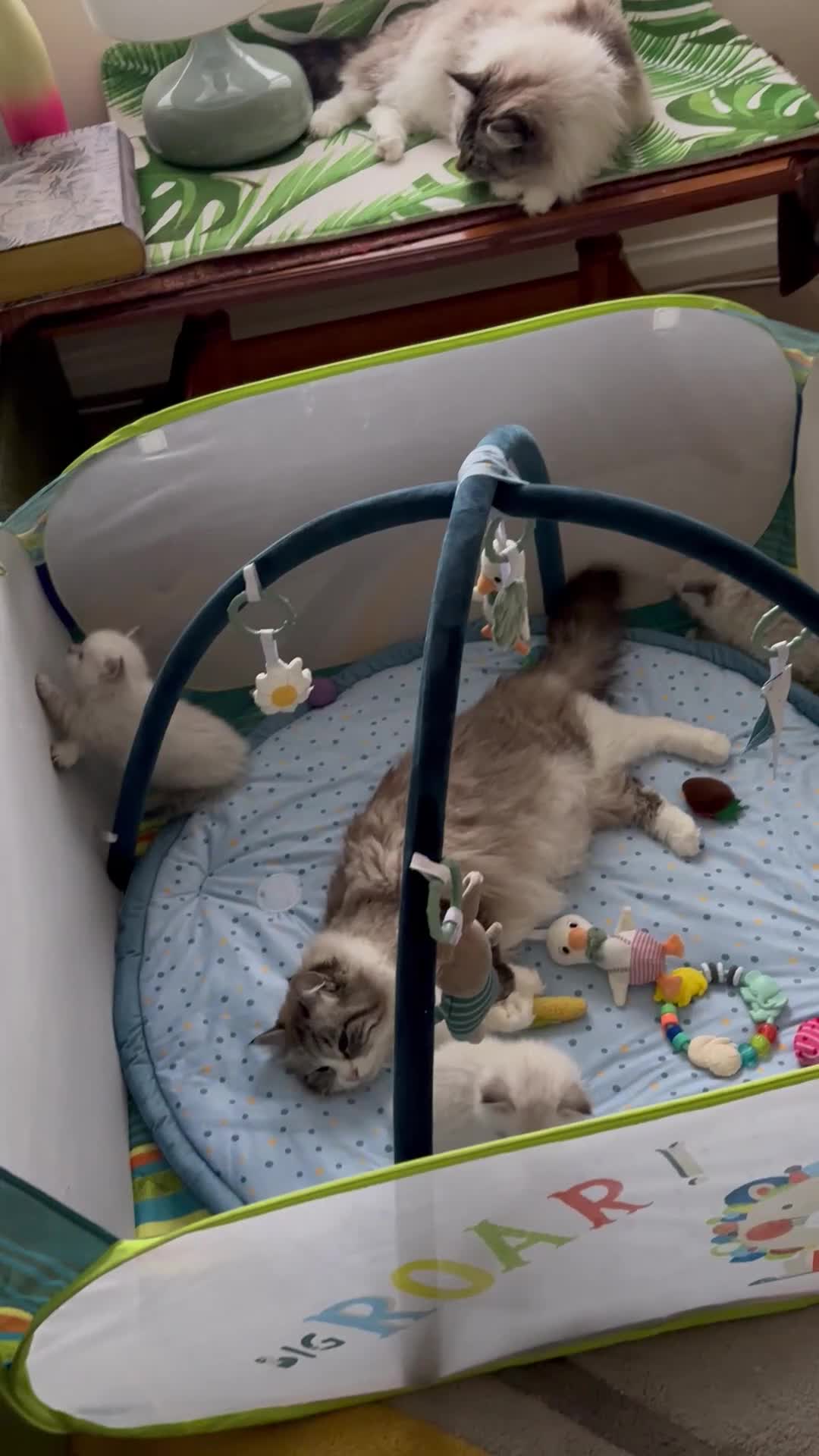 Siberian cats for sale: Siberian Kittens Neva Masquerade GCCF Registered . - Video 2