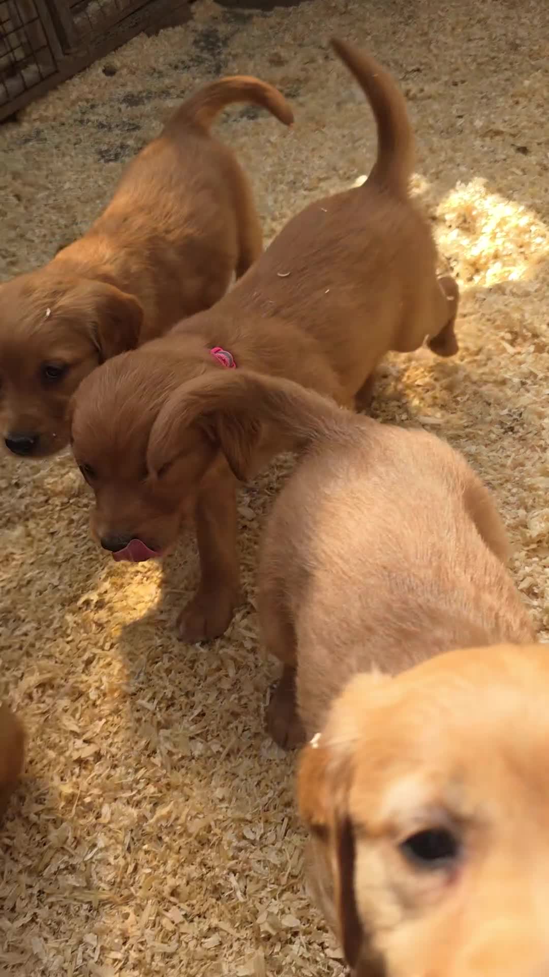 Golden Retriever dogs for sale: Kc registered dark red pups - Video 1