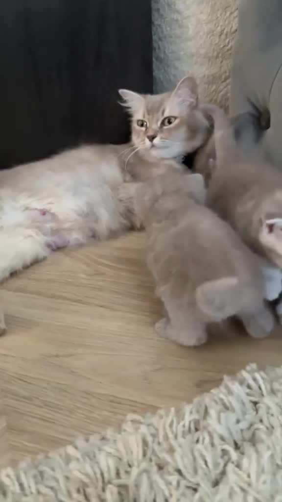 British Shorthair cats for sale: Beautiful British kittens Available 🐾🐾❤️ - Video 4