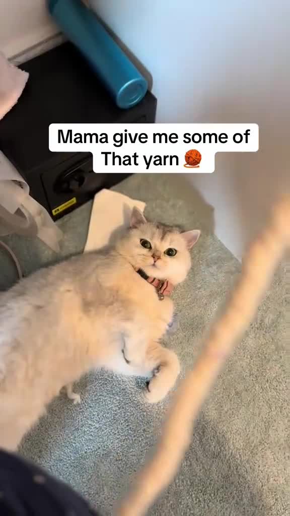 Mixed Breed cats for sale: Mix British short hair Persian  in Manchester - Video 1