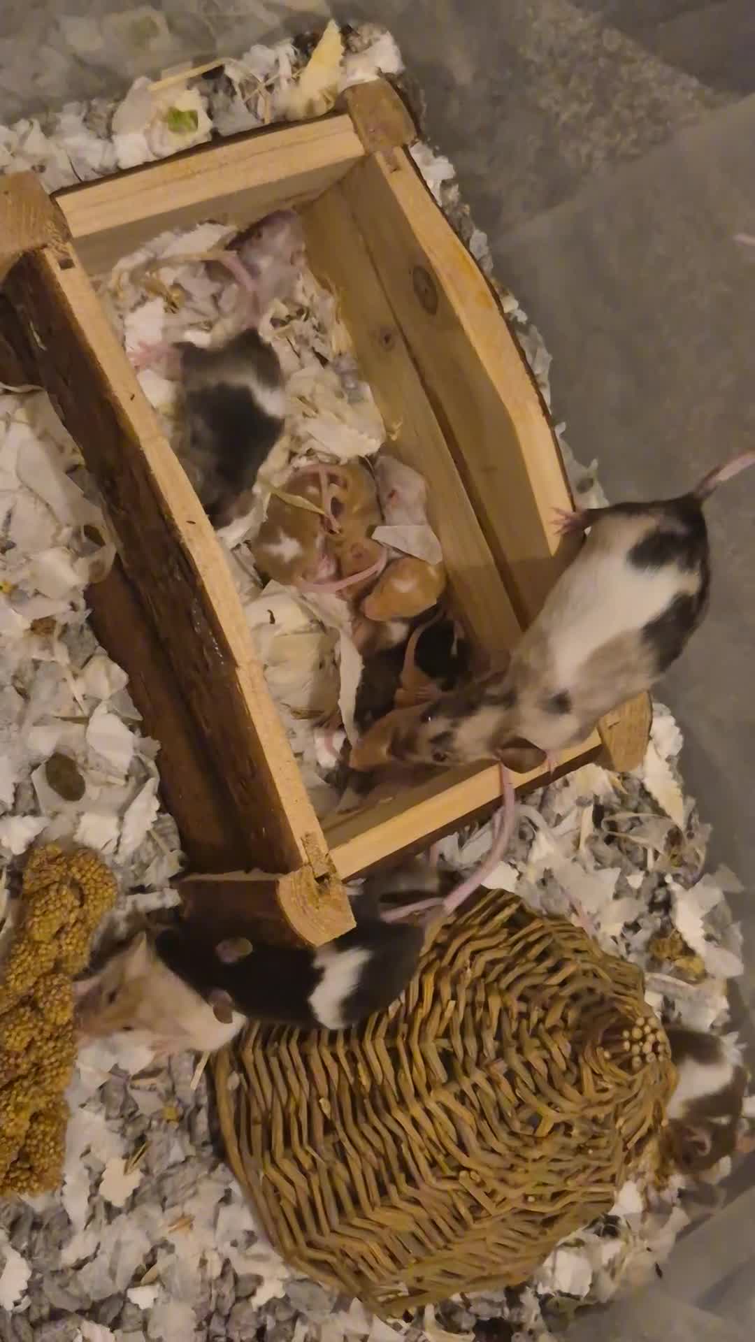 Mouse rodents for sale: Plenty of fancy mice available,Colours and genders - Video 1