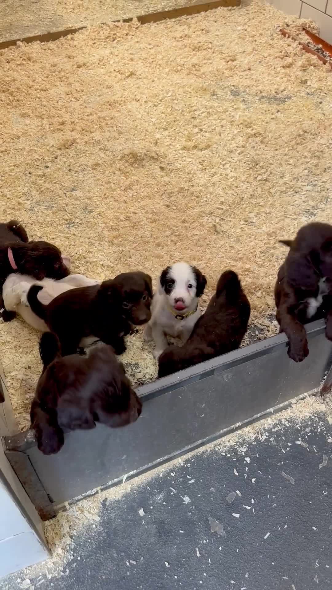 Sproodle dogs for sale: Sproodle puppies, exp breeder, Lancashire  - Video 1