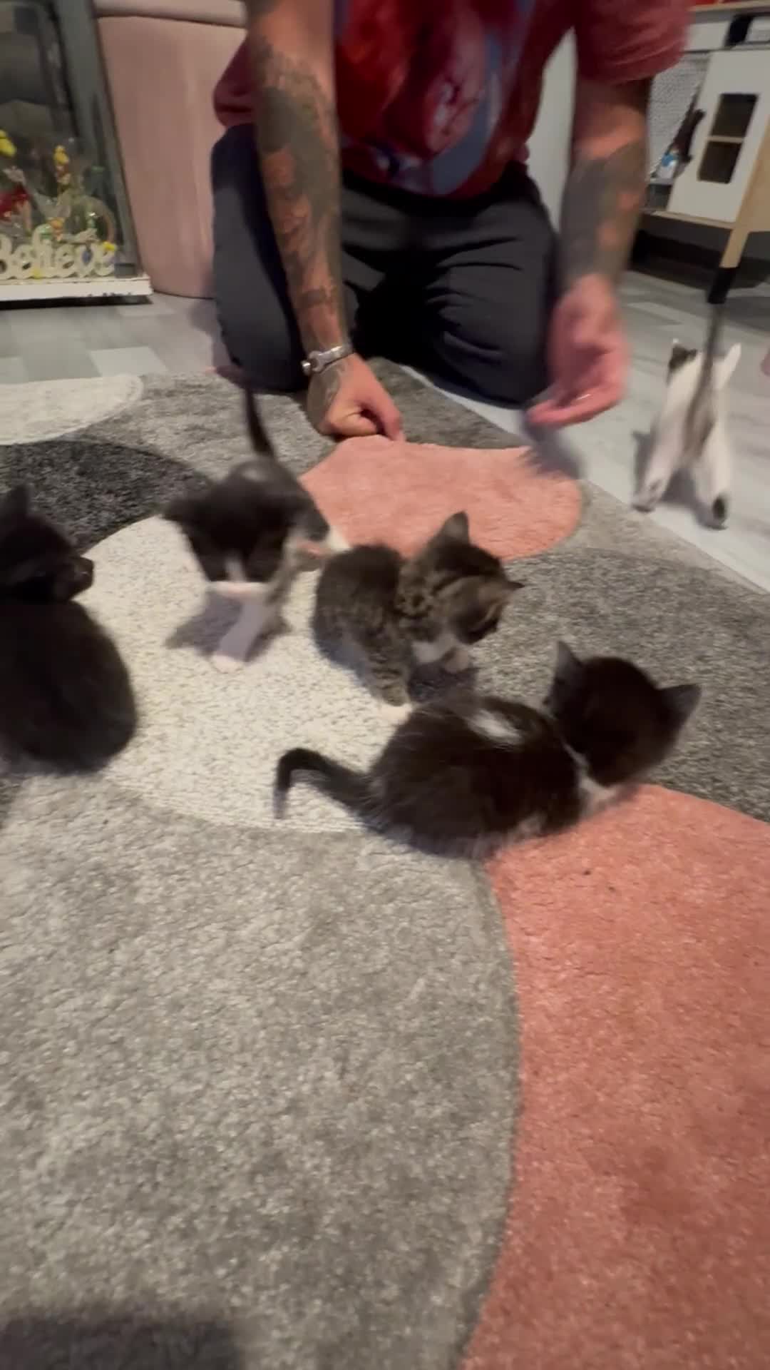 Mixed Breed cats for sale: 5 gorgeous kittens for sale  - Video 1